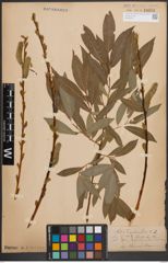 Foto von Salix daphnoides Vill.